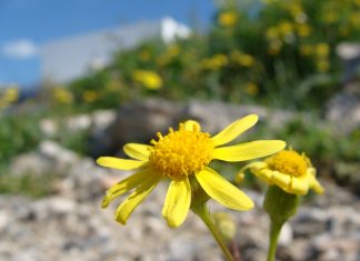 Κλιμακτήριος