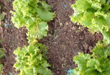 What is spastic colitis and how is it treated?