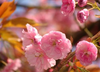 Λογική και Συναίσθημα: Ποιος είναι ο ρόλος τους στη λήψη αποφάσεων;