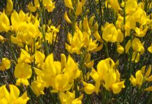 What Is the Role of Intuition and Premonition in Everyday Life?