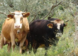 Ροφήματα Φυτικής Προέλευσης VS Αγελαδινό Γάλα