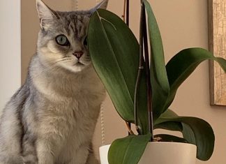 Η ανάγκη συντροφικότητας μεταξύ του ανθρώπου και των κατοικίδιων ζώων