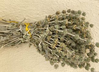 Όσα δεν ξέρουμε για τα βότανα!