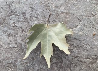 Η νευρογενής ανορεξία αδυνατίζει ακόμα και τα οστά μας.