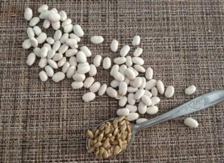 Φυτοοιστρογόνα