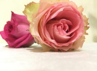 Αμηνόρροια