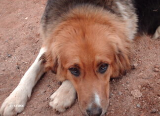 Η απόκτηση σκύλου