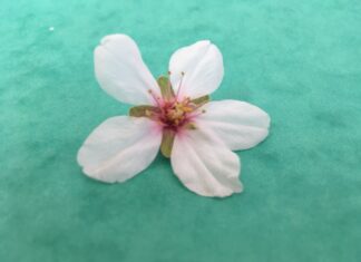 Η σεξουαλική ζωή της γυναίκας πεθαίνει μετά την εμμηνόπαυση;