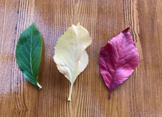 Κορυφαία οστική πυκνότητα-Τα γερά κόκαλα χτίζονται από νωρίς